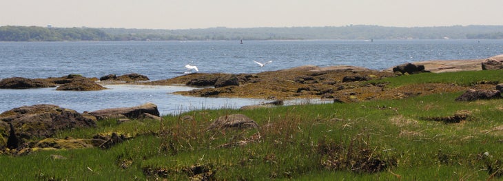 More egrets None