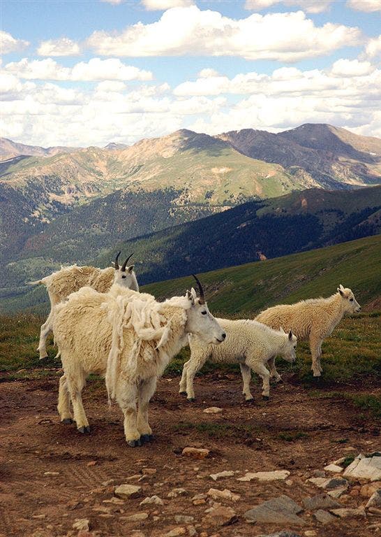 More Mountain Goats on Teller Mountain None