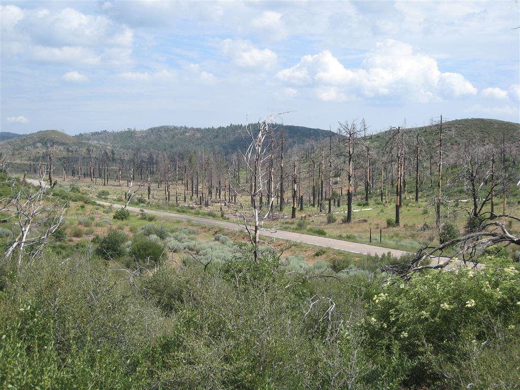 More post-fire regrowth None