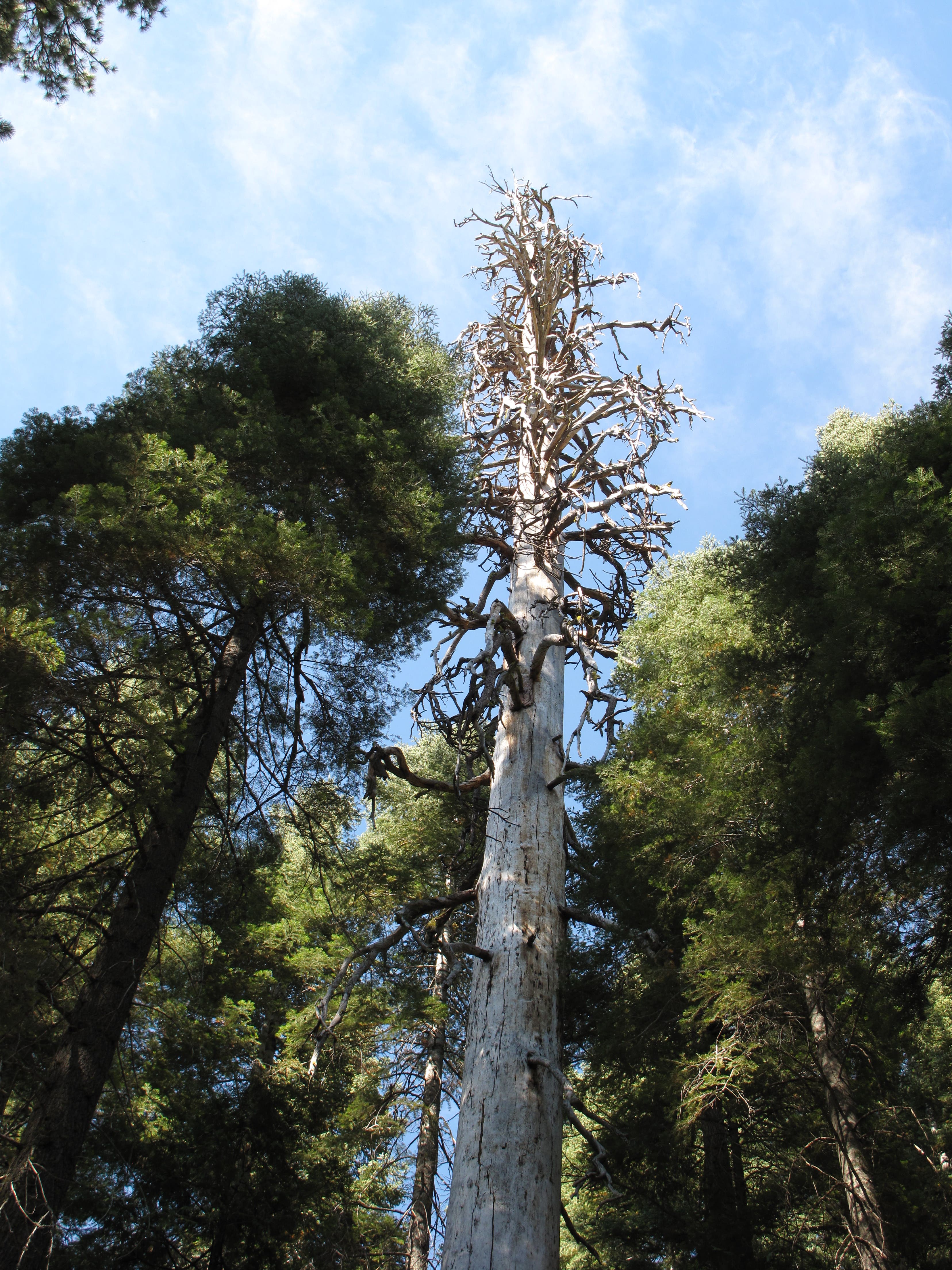 More Than Just Sequoias None