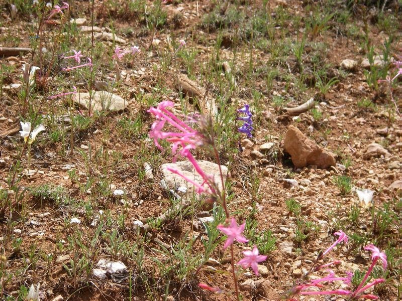 More wildflowers None