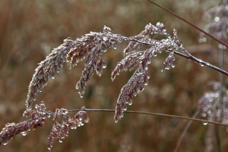 Morning Dew None