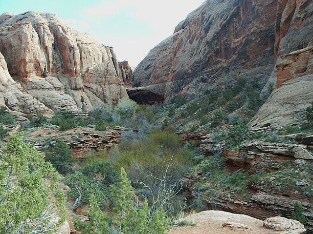 Morning Glory Arch None