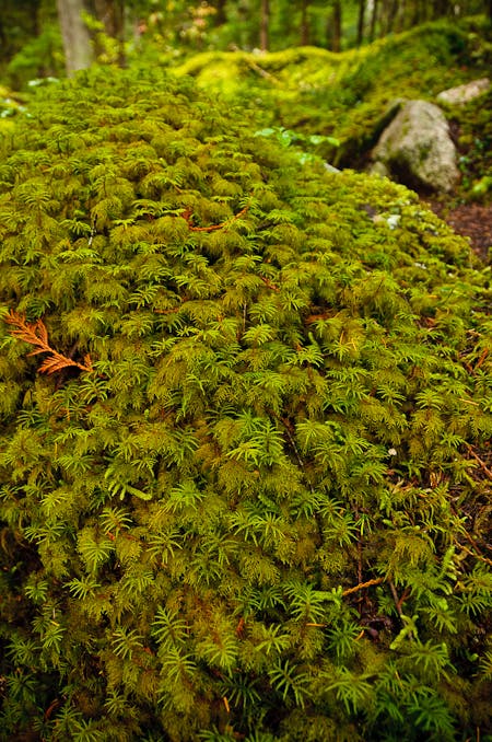 Moss None