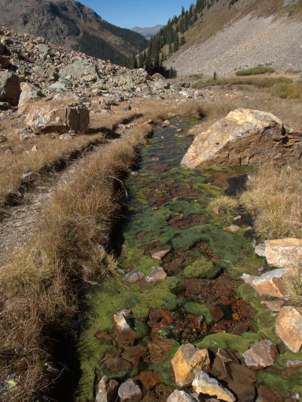 Moss in Elk Creek between Stony Pass and Molas Lake. Elk Creek runs along the Colorado Trail within the section between Stony Pass and Molas Lake.