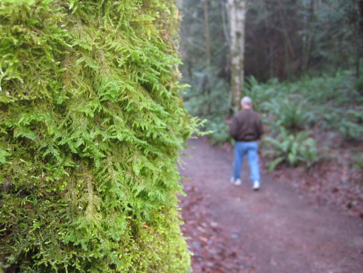Moss None