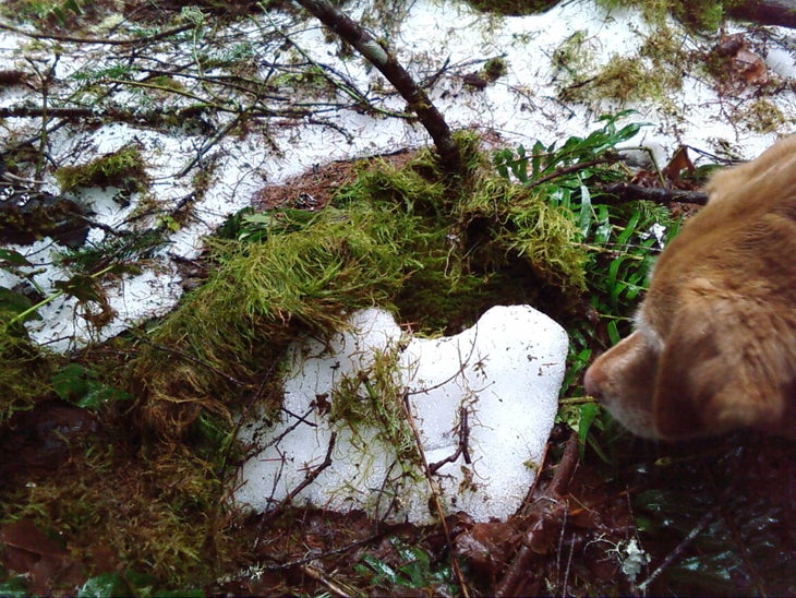 Mossy Forest None