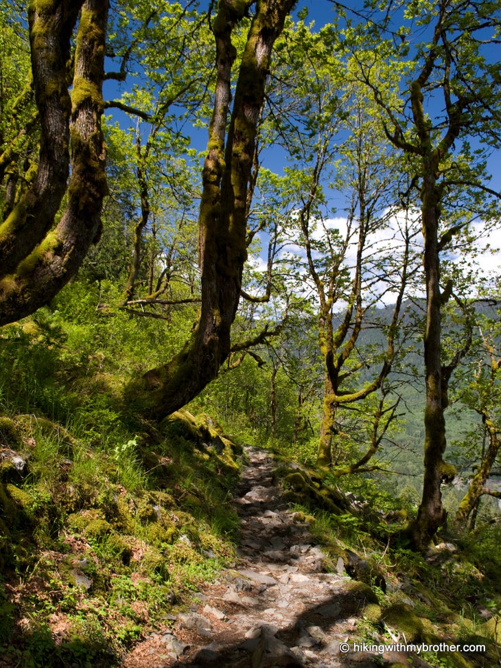 Mossy Talus None
