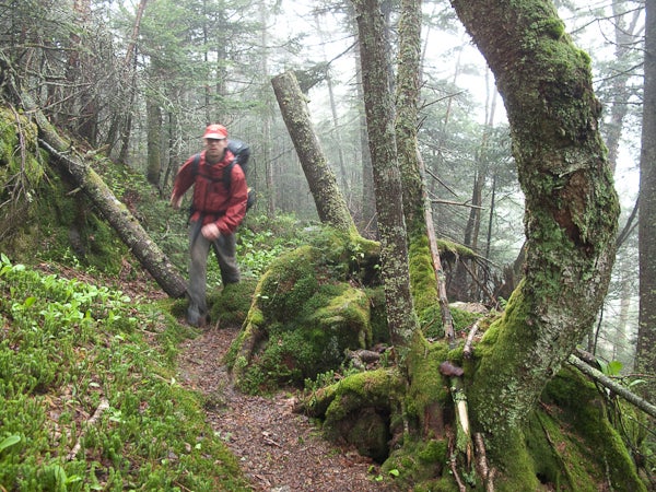 Mossy Trail None