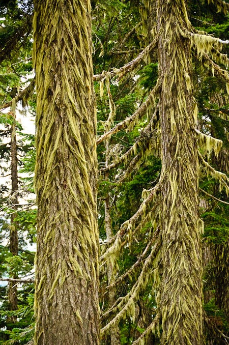 Mossy Trees on the trail leading from Hannegan Pass to Beaver Trail. Trees covered in moss along the trail leading from Hannegan Pass to Beaver Trail.
