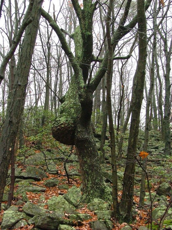 Mossy woods None