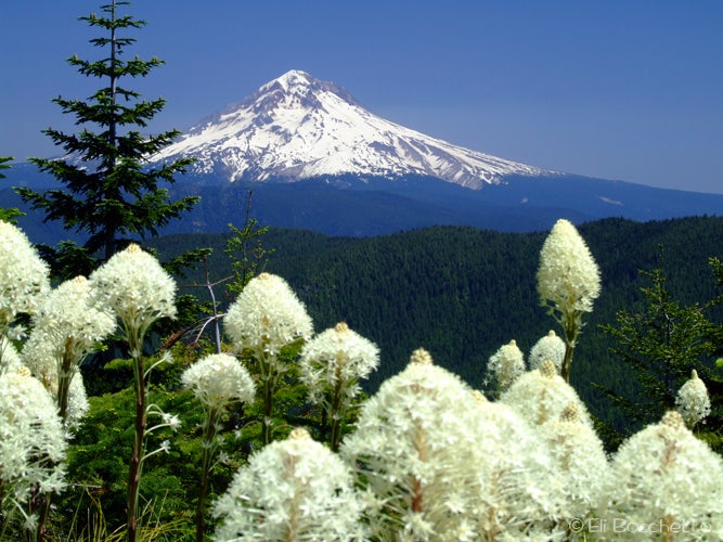 Mount Hood None
