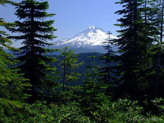 Mount Hood View None