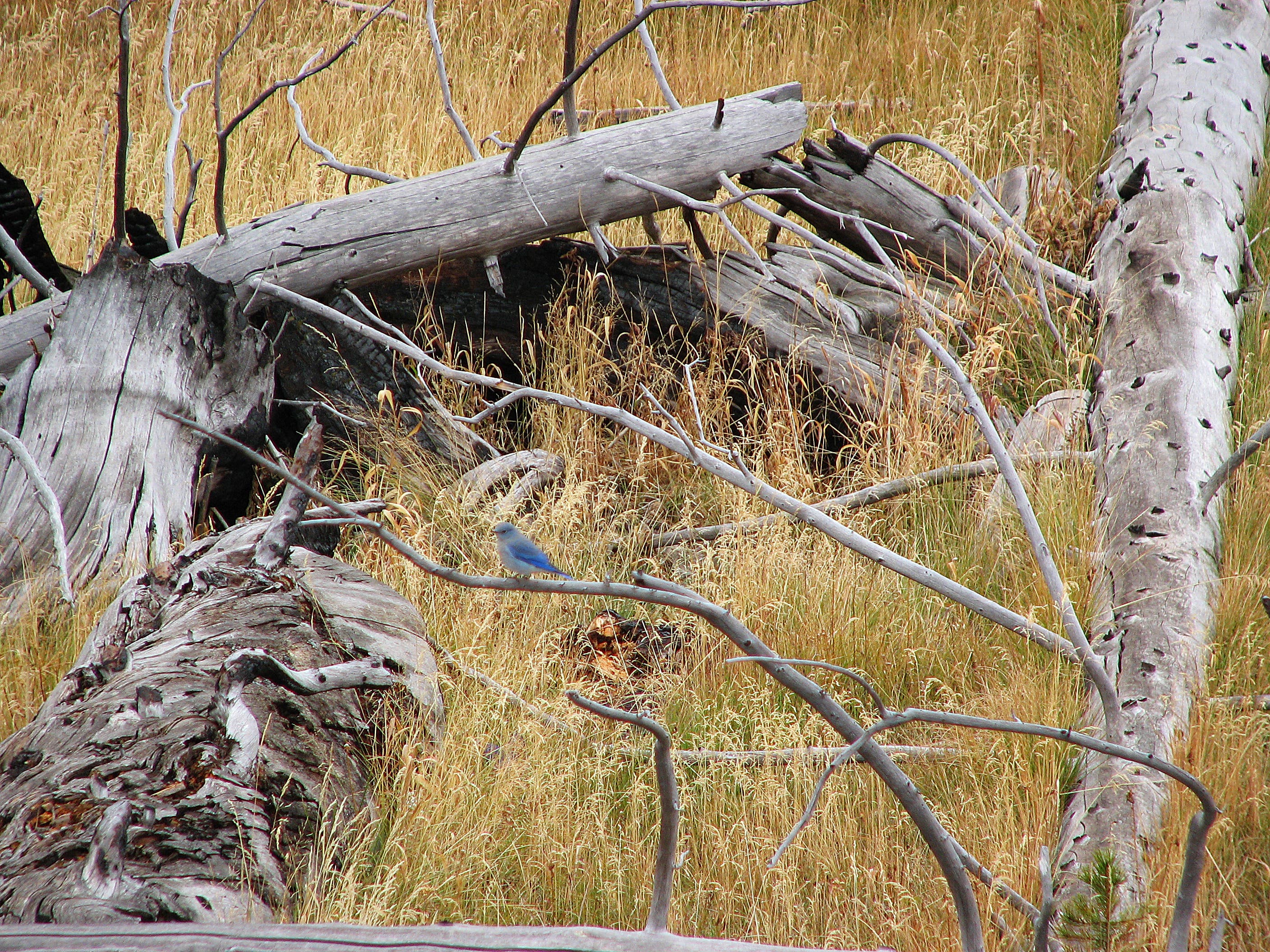 Mountain Bluebird None
