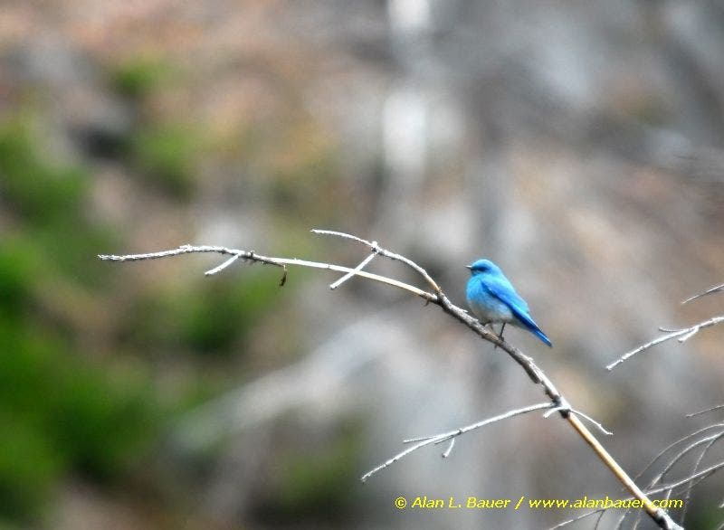 Mountain Bluebird None