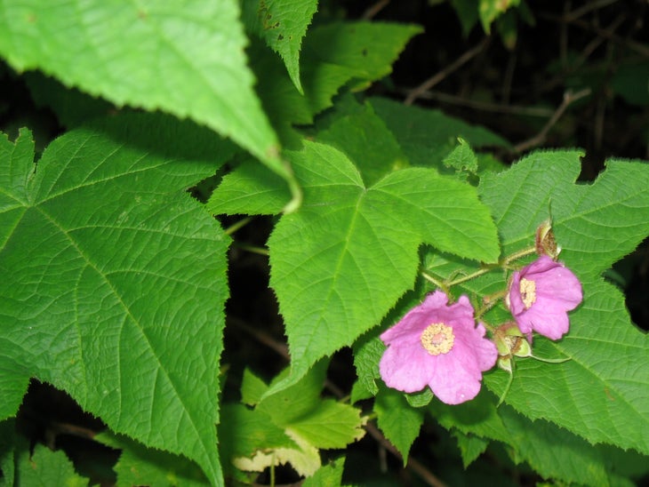 Mountain Flora None