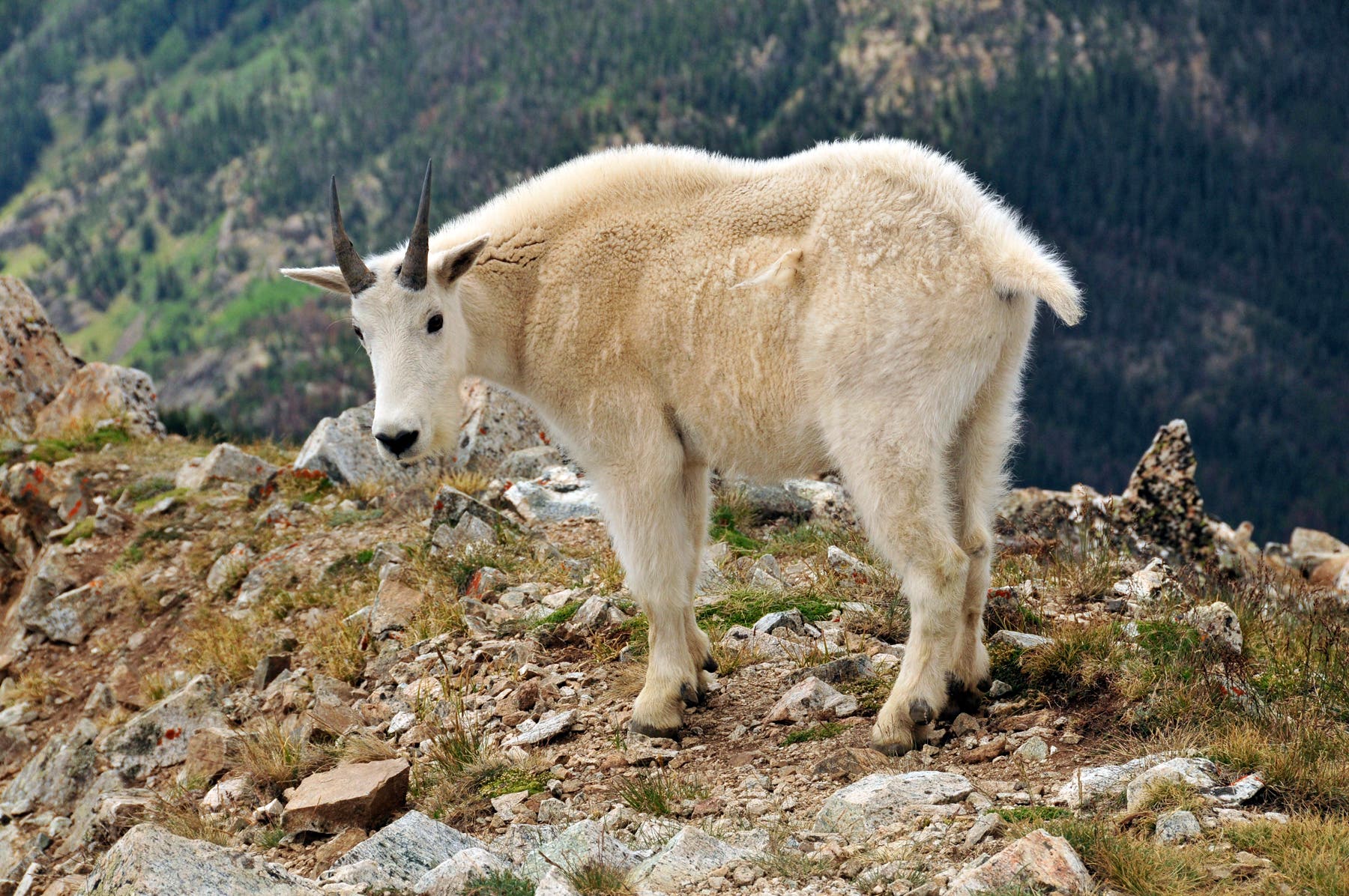 Mountain Goat None