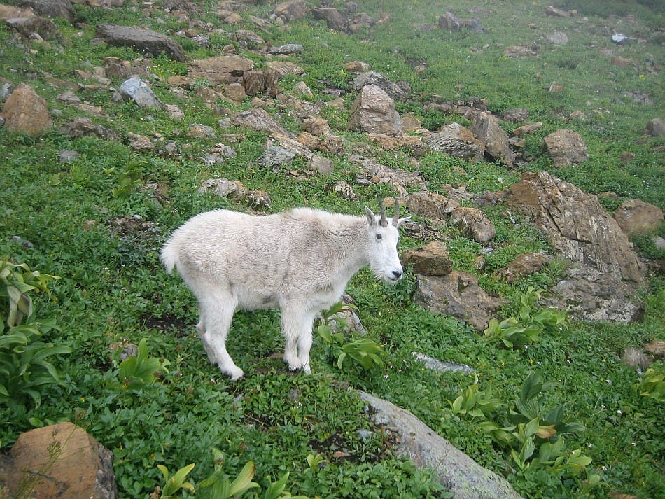 Mountain Goat None