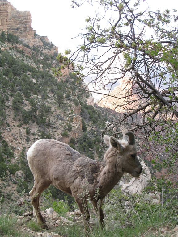 Mountain Goat None