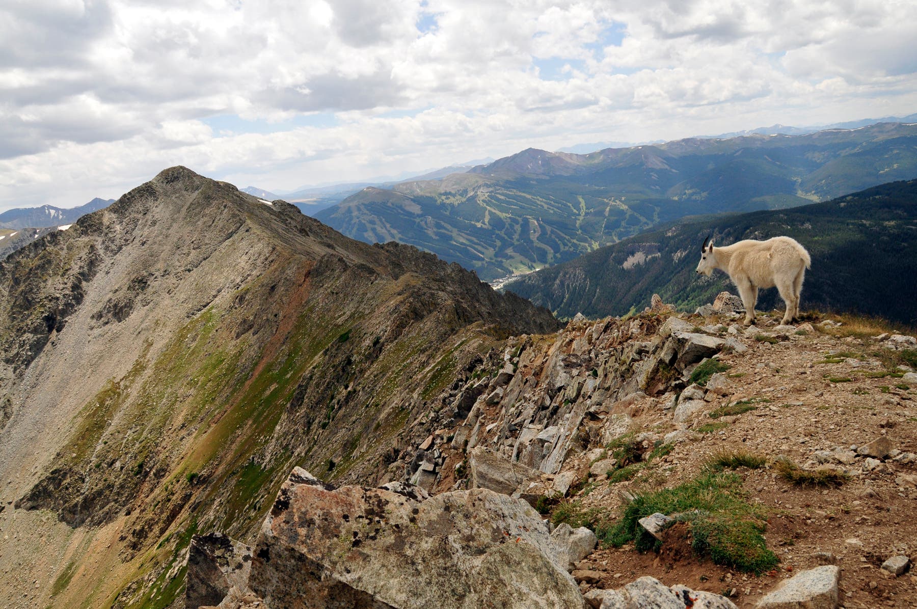 Mountain Goat and Tenmile Peak None