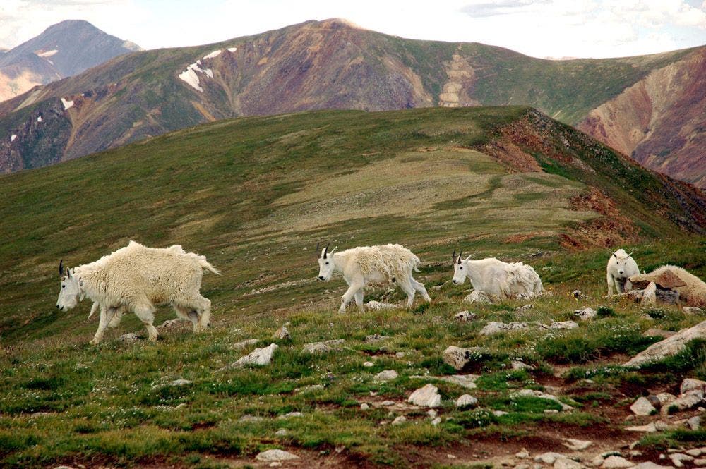 Mountain Goat Herd None