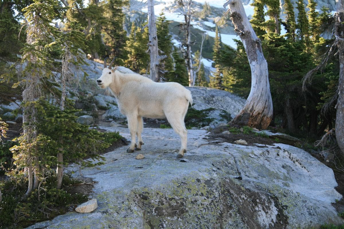 Mountain Goat in Camp None