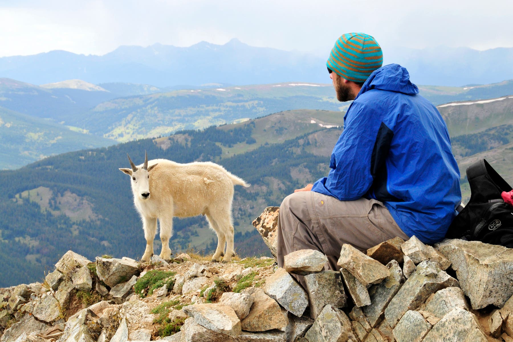 Mountain Goat on Peak 1 None