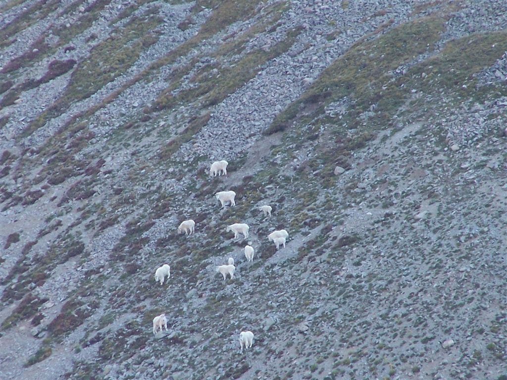 Mountain goats None