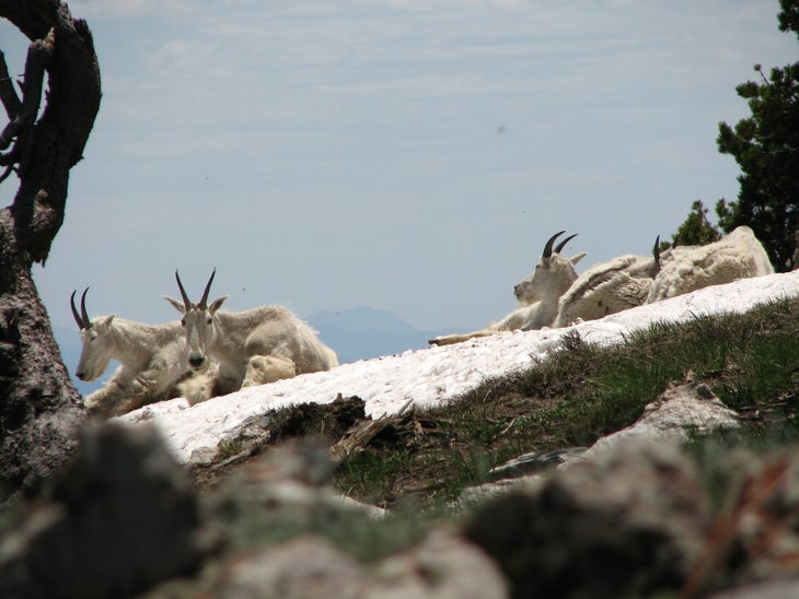 Mountain Goats None