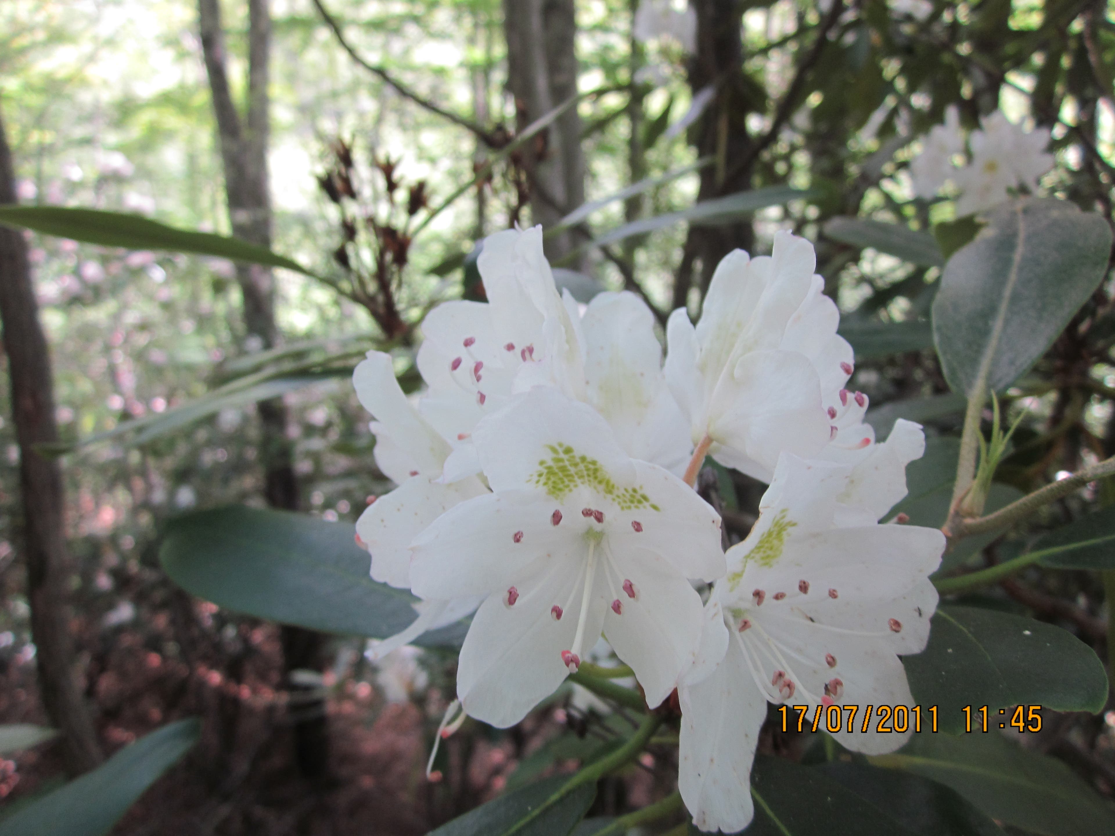 Mountain Laurel None