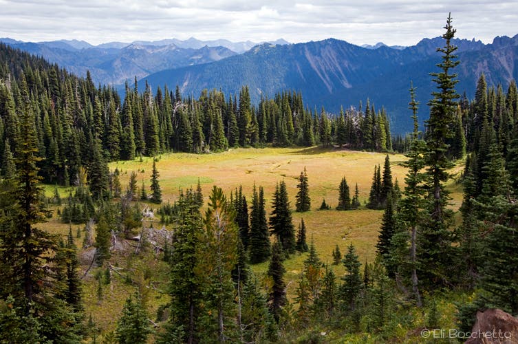 Mountain Meadow None