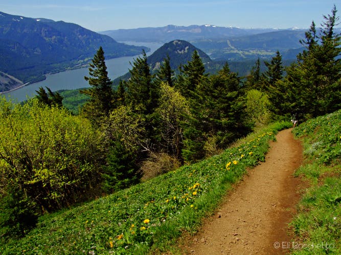 Mountain Meadow None