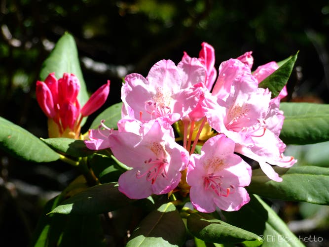 Mountain Rhododendron None