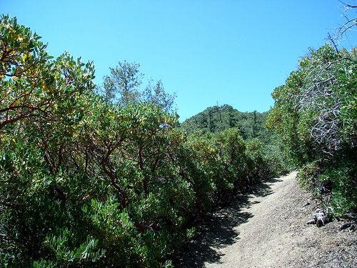 Mt. Disappointment None