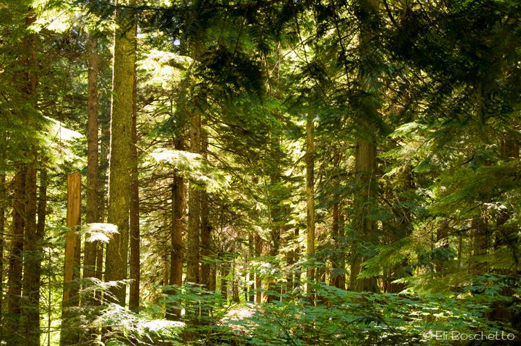 Mt. Hood Wilderness None