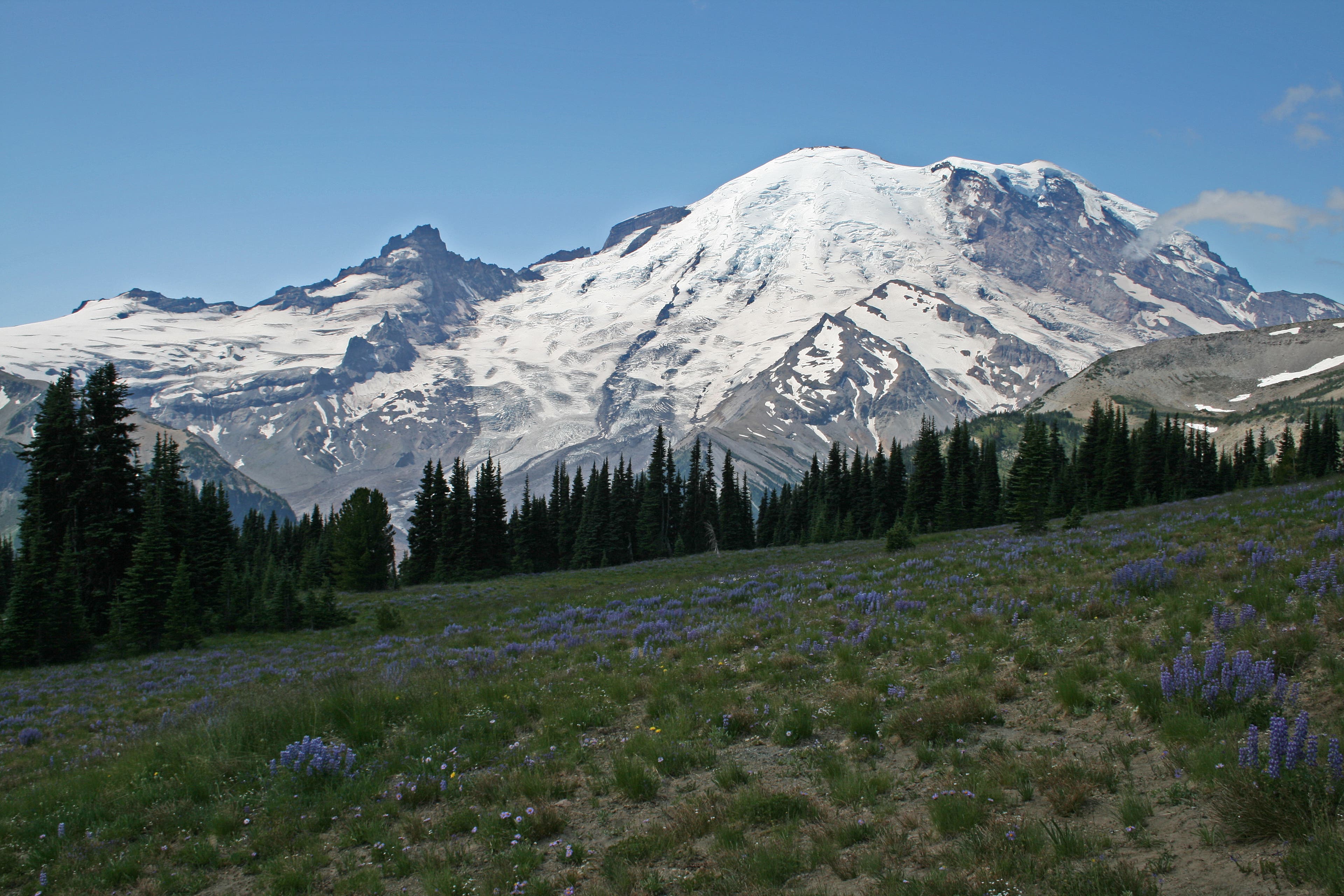 Mt. Rainier from Sunrise Meadows None