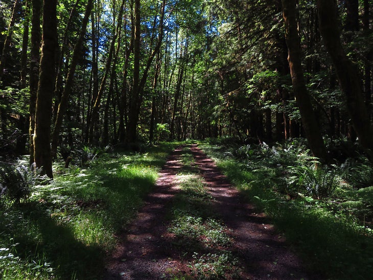 mt st helens trail None