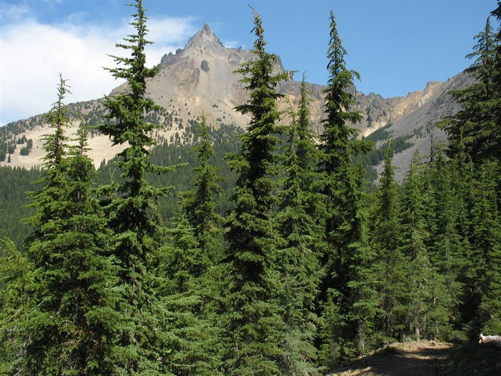 Mt. Thielsen through the pines None