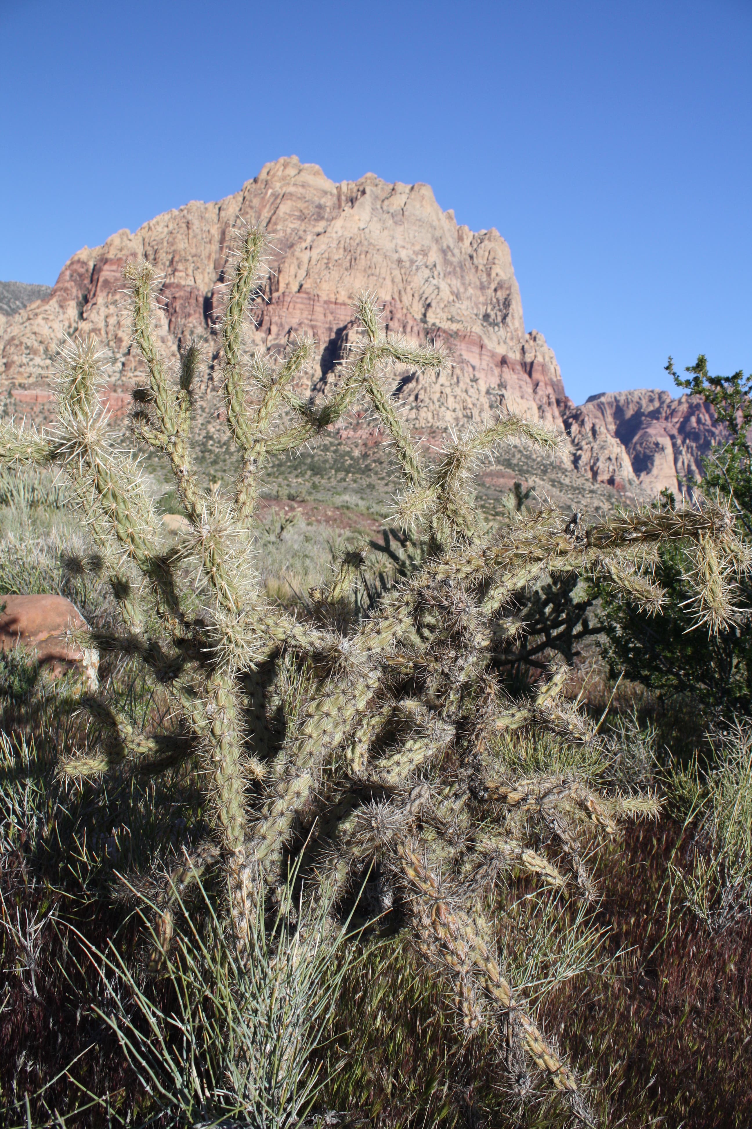 Mt. Wilson and cholla cactus None