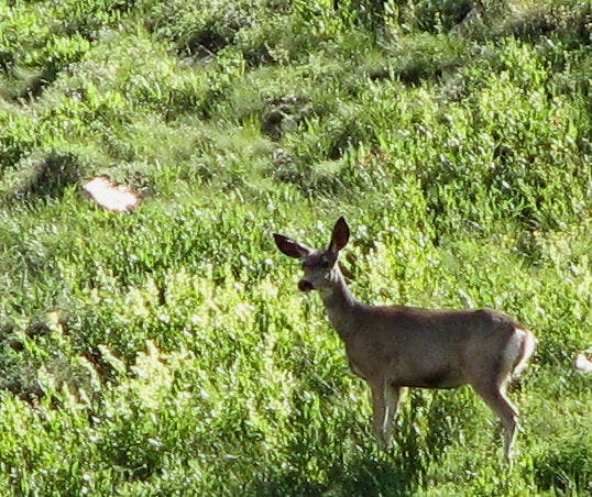 Mule Deer None