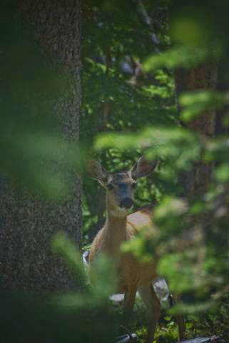 Mule Deer None