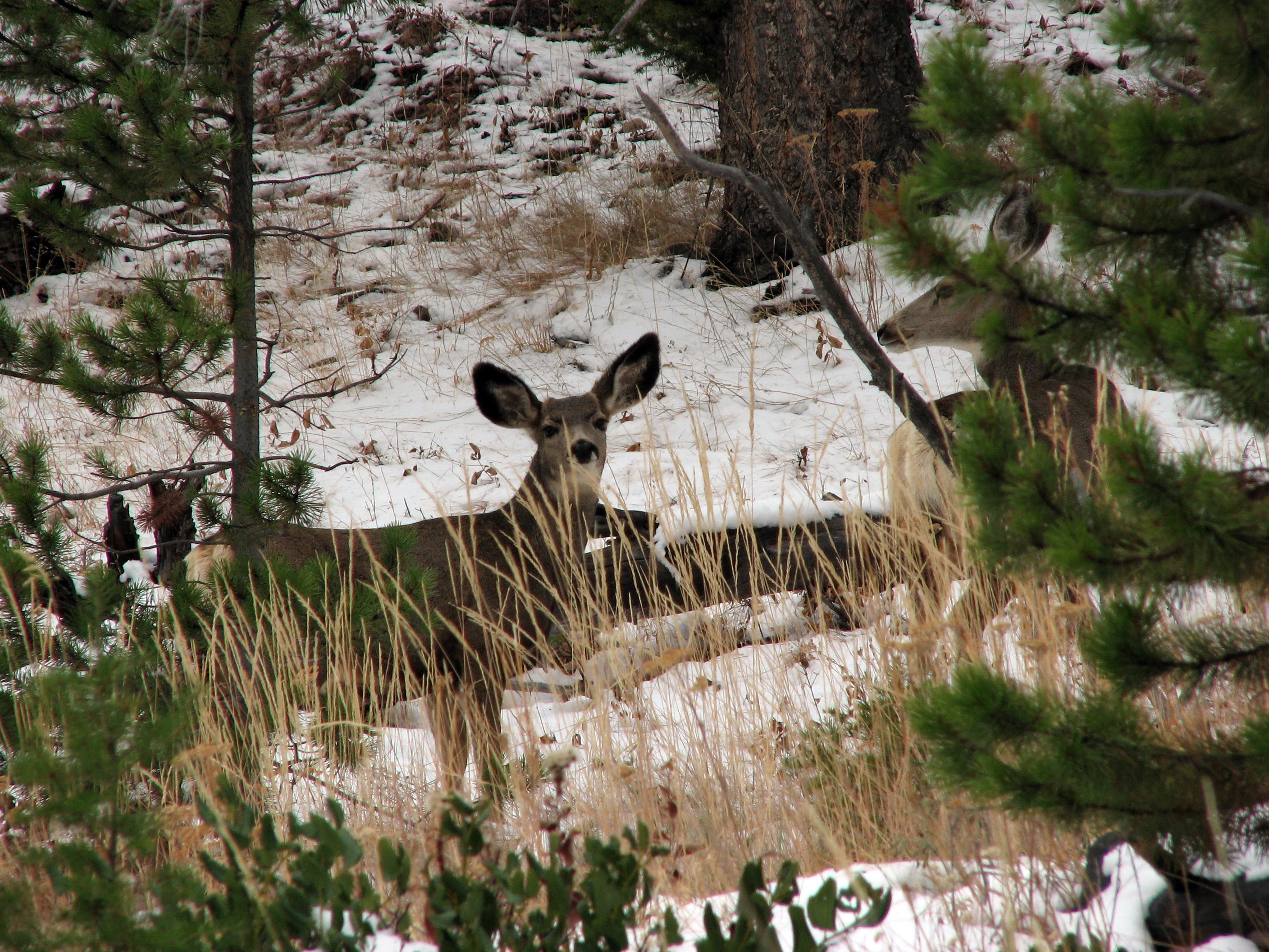 Mule Deer None