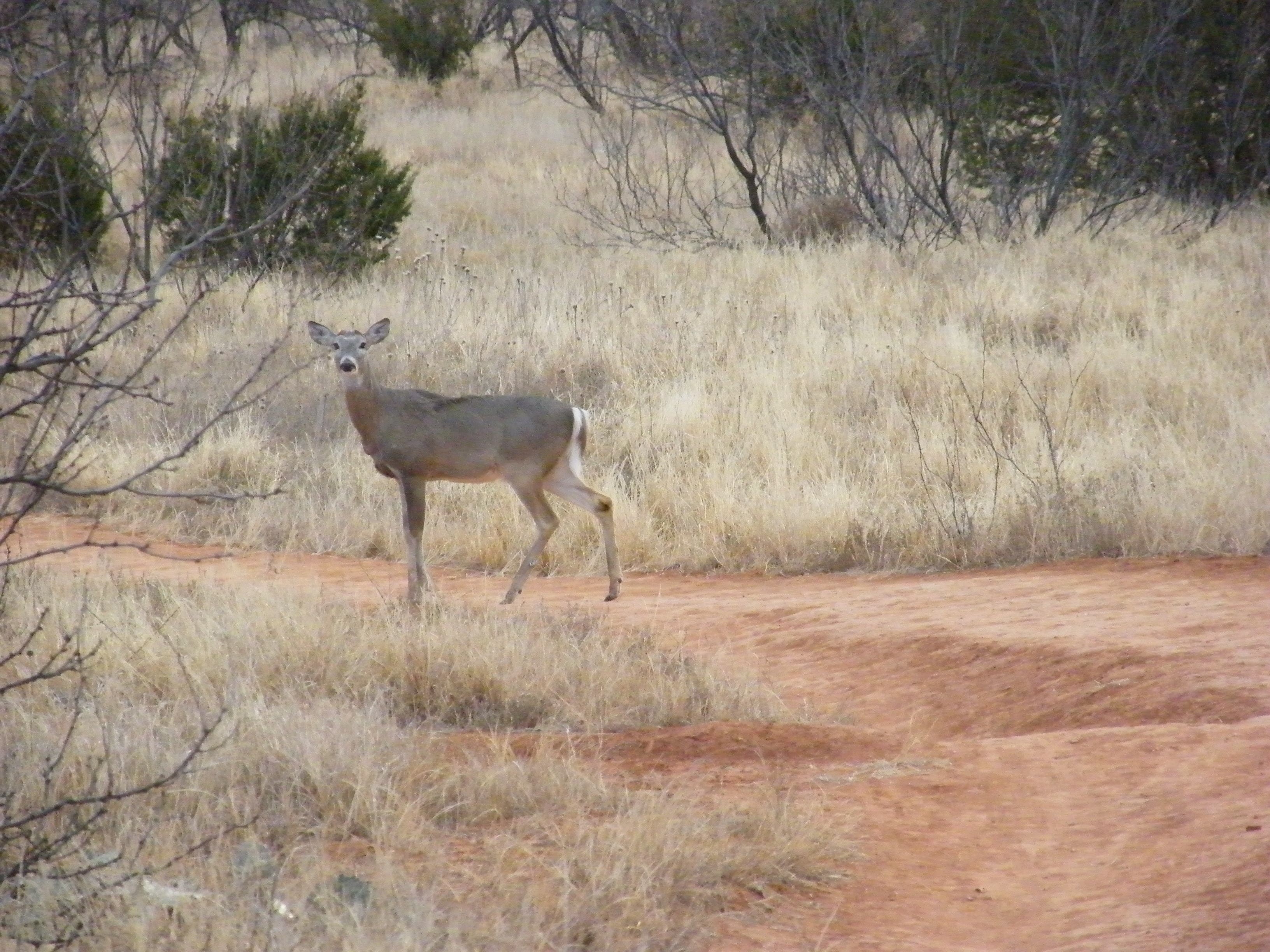 Mule deer None