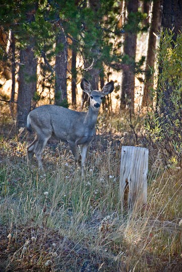 Mule Deer Fawn None