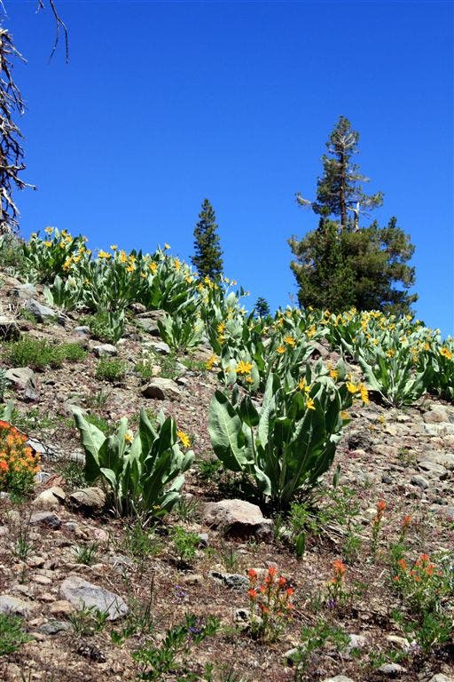 Mule Ears and Paintbrush None