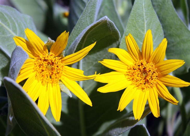 Mule Ears None