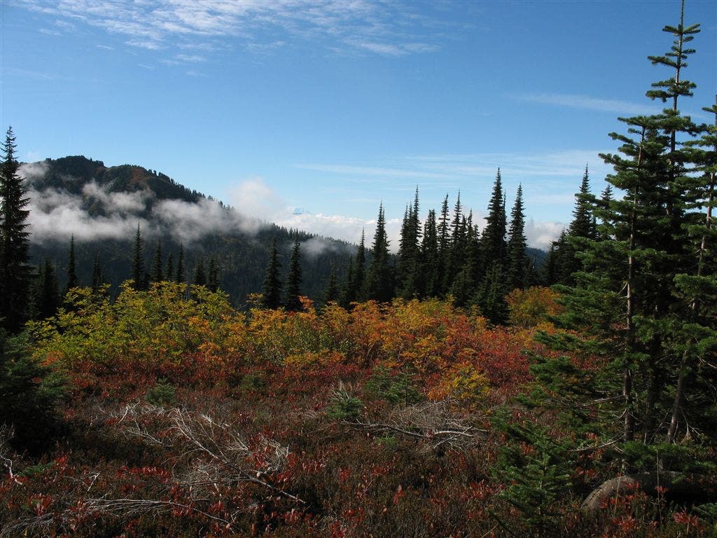 Multihued foliage None