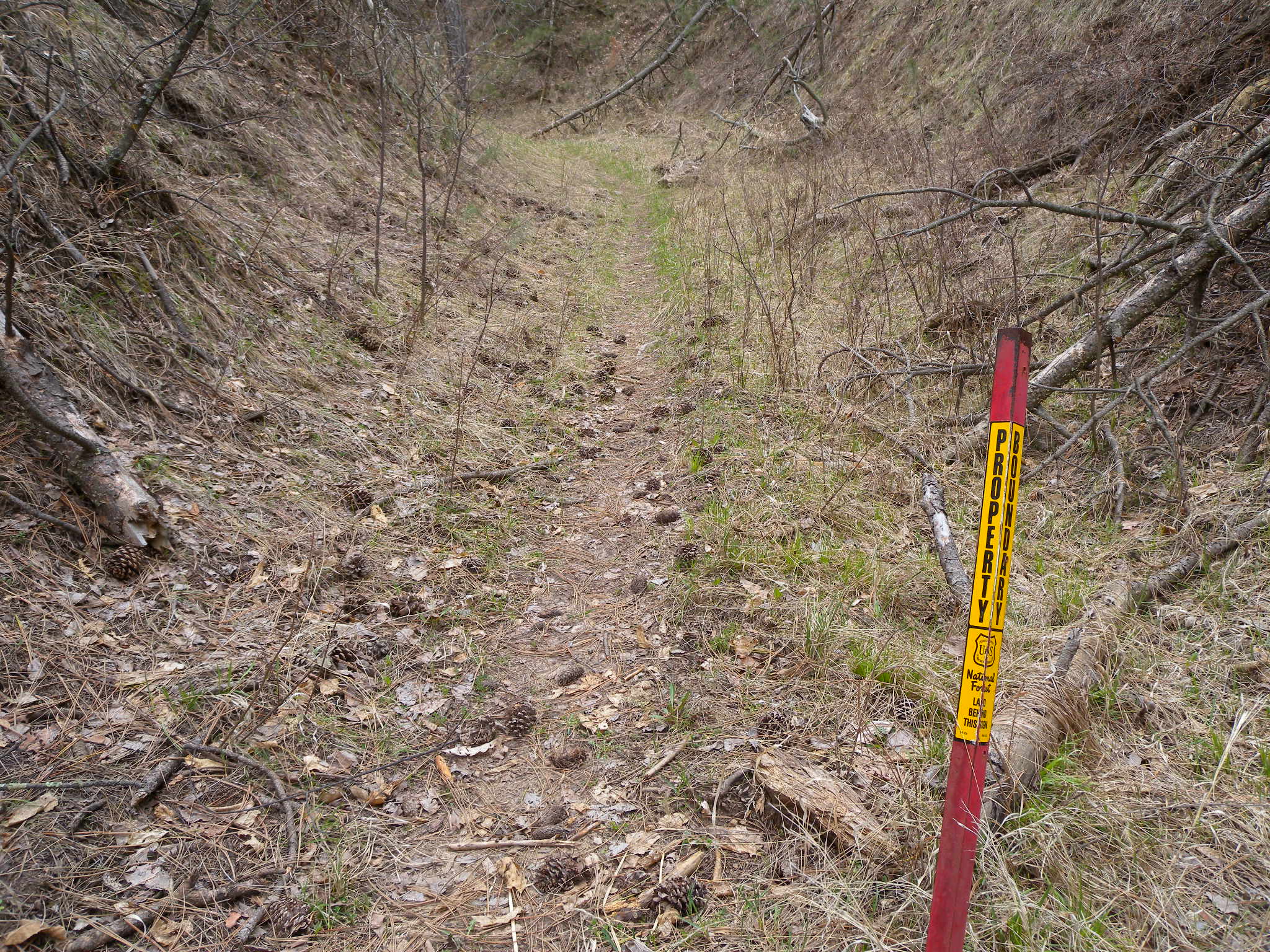 National Forest None