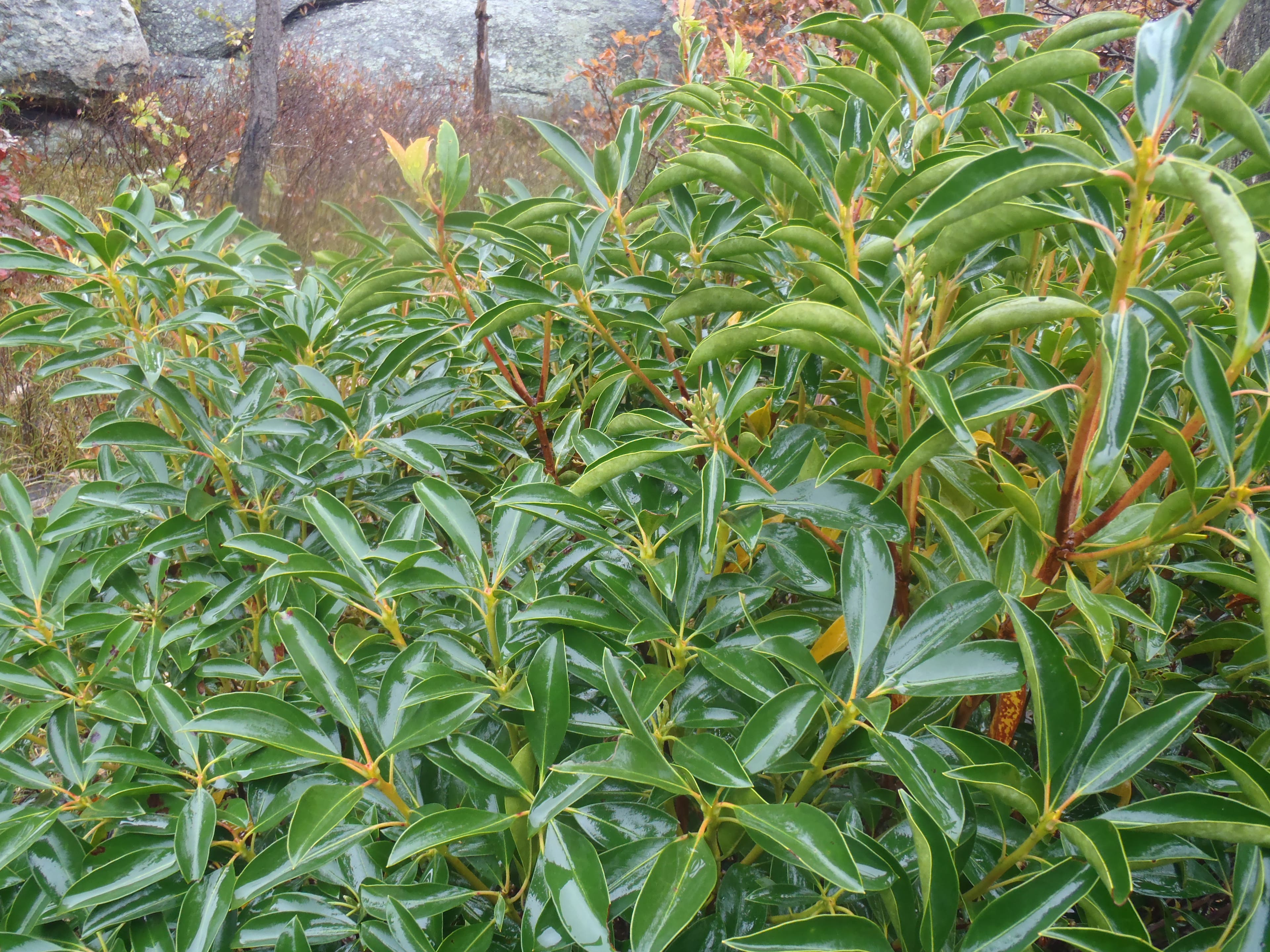 Native Mountain Laurel None