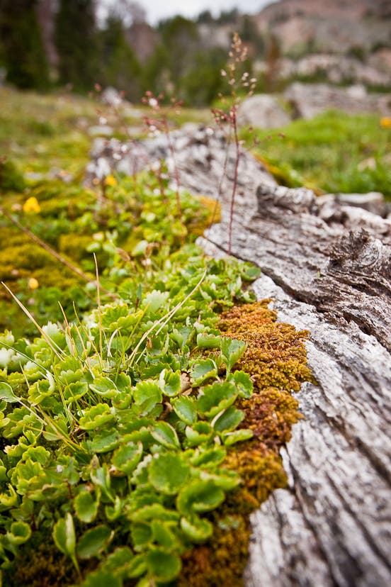 Near Timberline None